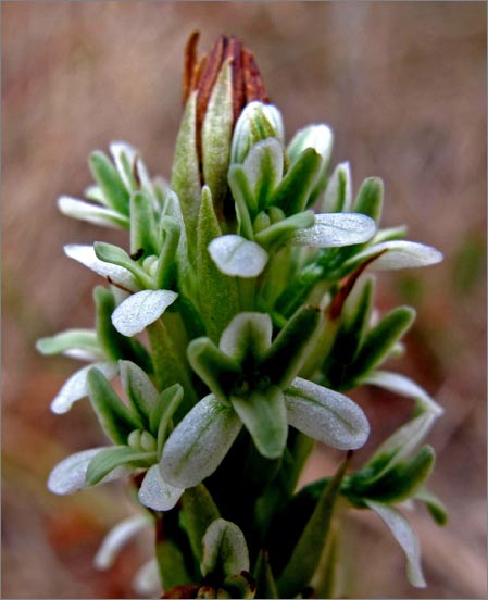 sm 957 Rein Orchid.jpg - Close up of this native Rein Orchid (Piperia elegans)